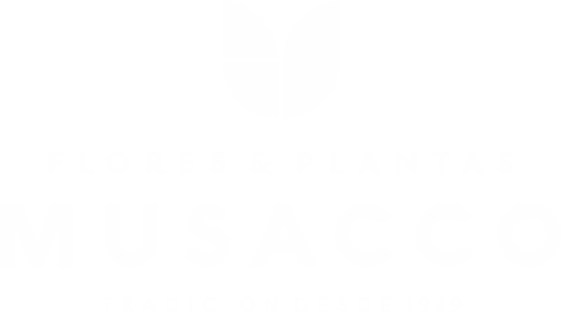 18 musacco